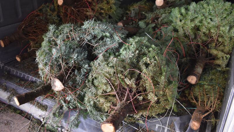 A small garter snake was found in a shipment of Christmas trees from the mainland.