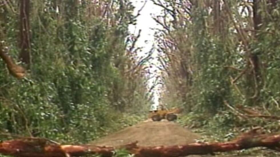 Koloa Tree Tunnel - 1992