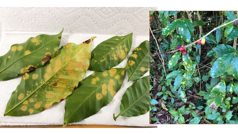 Infected plants will look something like this, marked with yellow spots.