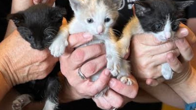 The kittens and their mother are recovering together at the shelter and will be available for...