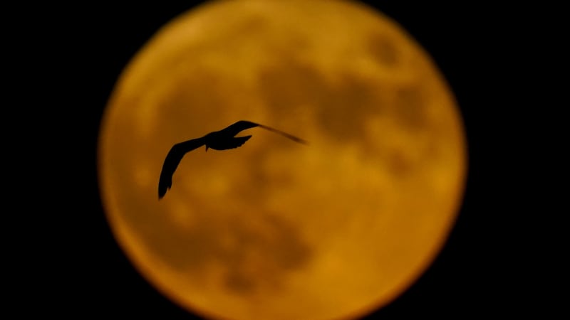 FILE - A bird passes in front of a full moon Wednesday, July 13, 2022, in Milwaukee.