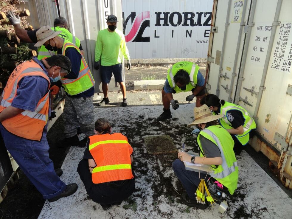 Plant Quarantine inspectors look closely through Hawaii's Christmas Tree shipments in case any...