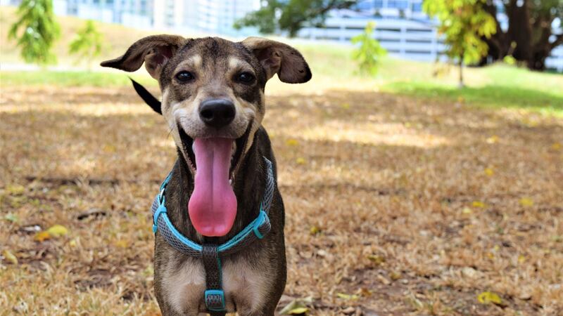 According to the ASPCA, nearly 3.5 million dogs enter shelters each year. Many are abandoned...