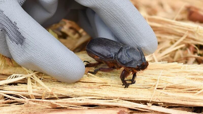 Coconut Rhinoceros Beetles have been found on Kauai and the public is being asked to help with...