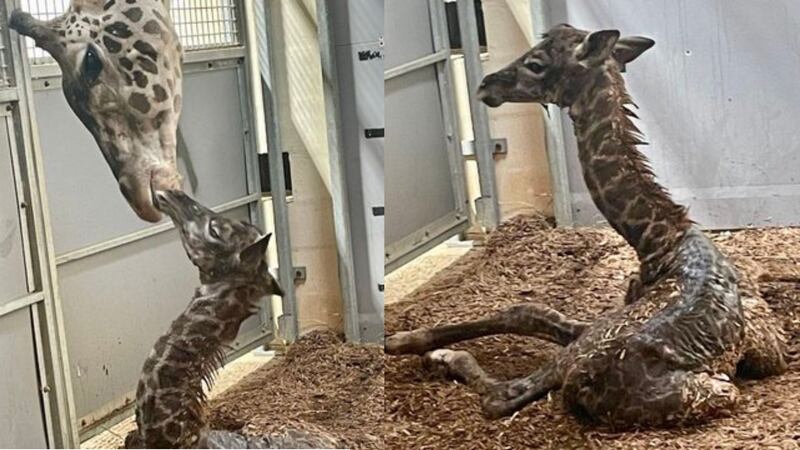 A baby giraffe was born Sunday at the Greenville Zoo.