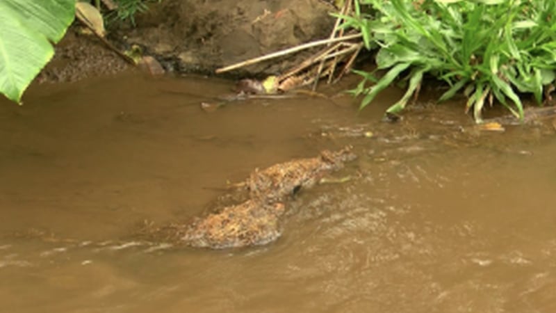 (Image: Hawaii News Now)