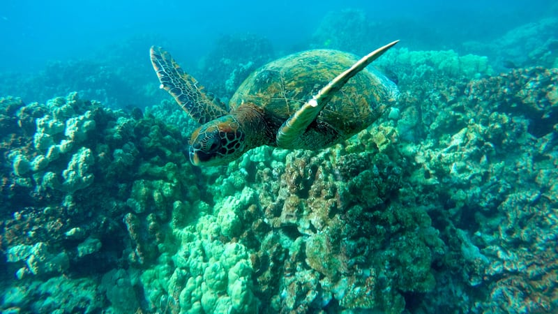 In this Sept. 11, 2019 photo, a green sea turtle swims near coral in a bay on the west coast...