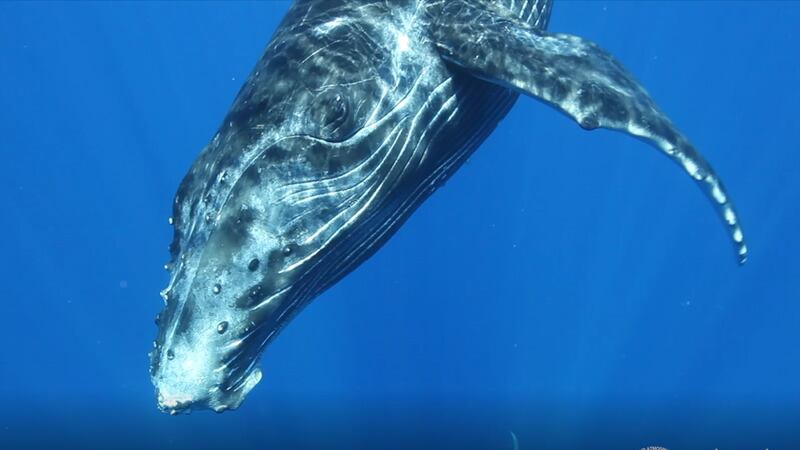 There are likely more than 100 mother and calf pairs presently in Maui Nui waters, according...