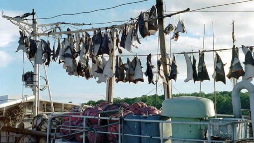 Shark fins drying on fishing vessel, Yap, Micronesia