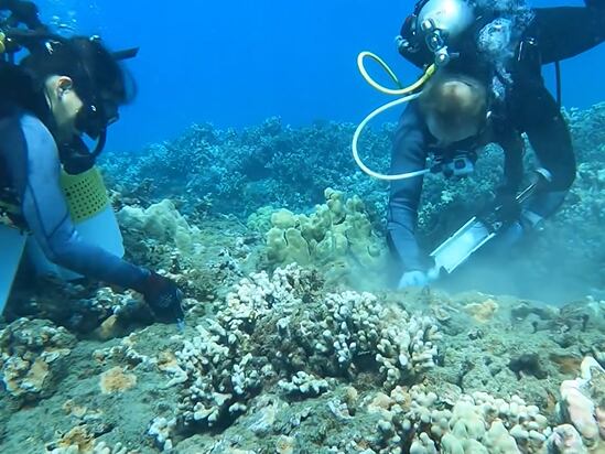 Coral colonies designed to thrive in warming water outplanted off Olowalu - Vimarsana News
