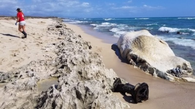 A sperm whale carcass is back on shore on Oahu, and officials are trying to determine how to...