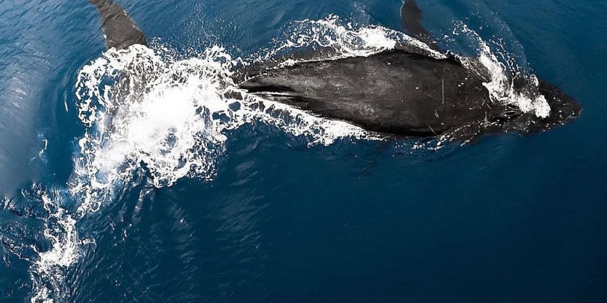 Catching the tail end of humpback whale watching season in Hawaii