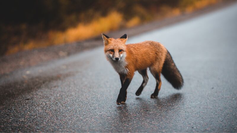 The fox, like this one, was the first animal to test positive for rabies in Pickens County...