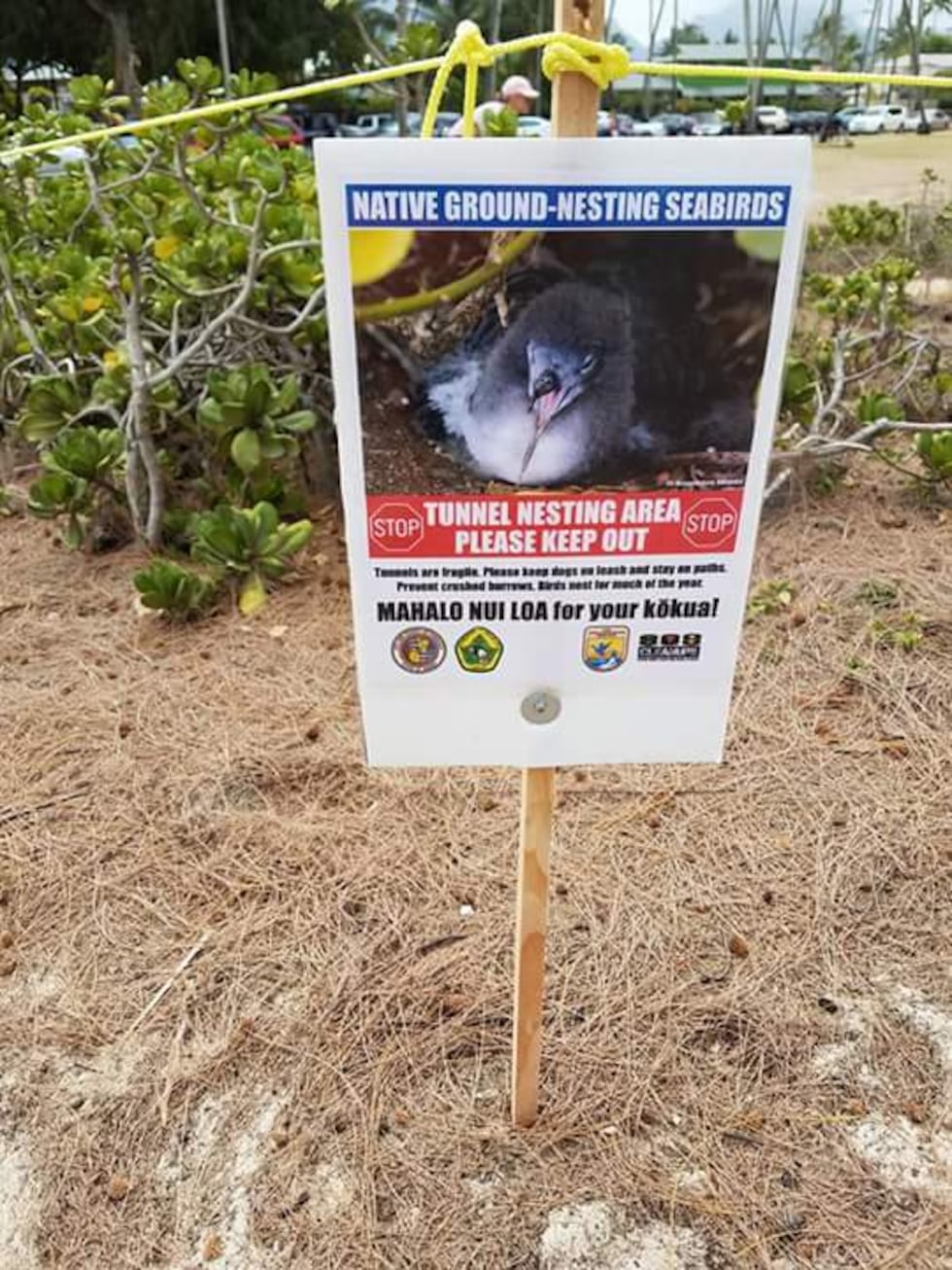 (image: My Kailua)
