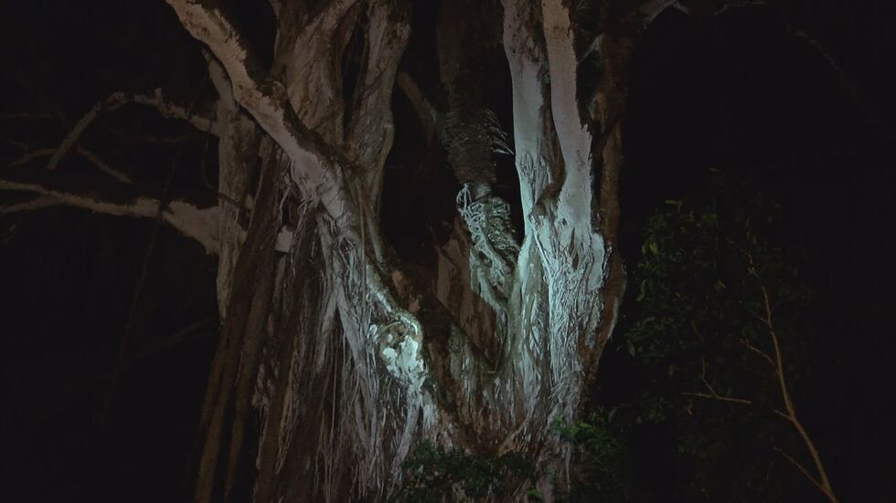 This is the site at Queen Emma's Summer Palace several orbs have been spotted.