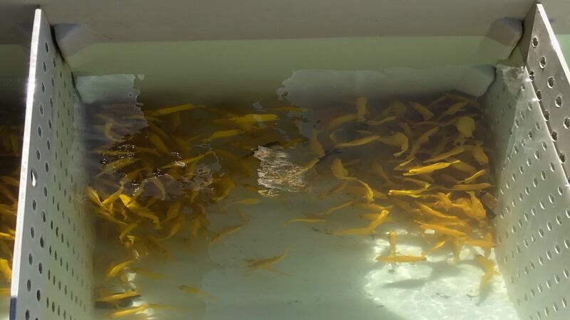 The fish were found on the vessel, which is a violation of aquarium fishing laws.
