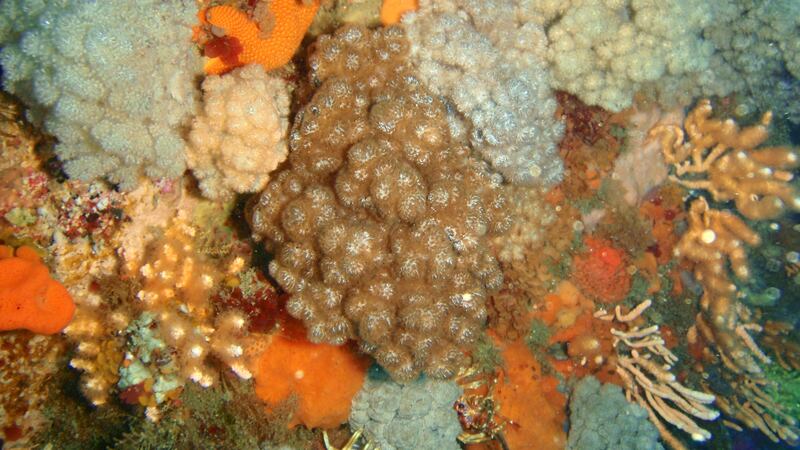 Cauliflower Coral looks like, what else, cauliflower!