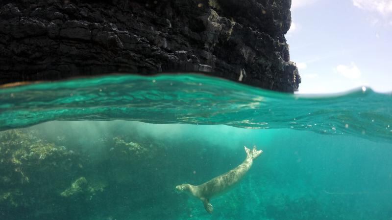 New Hawaiian language video series teaches about endangered monk seals and how to protect them