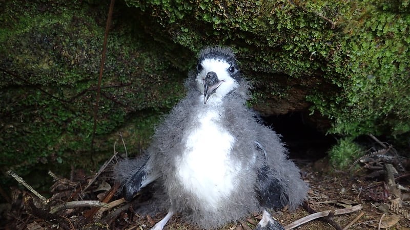 Hawaiian petrel chick