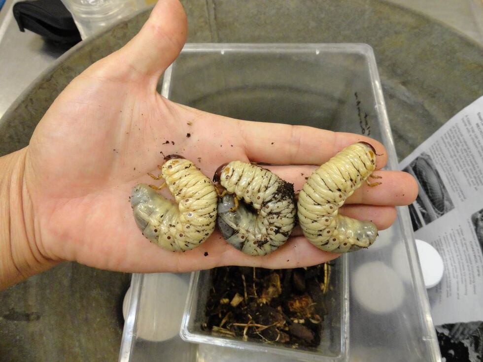 Coconut Rhinoceros Beetle larva