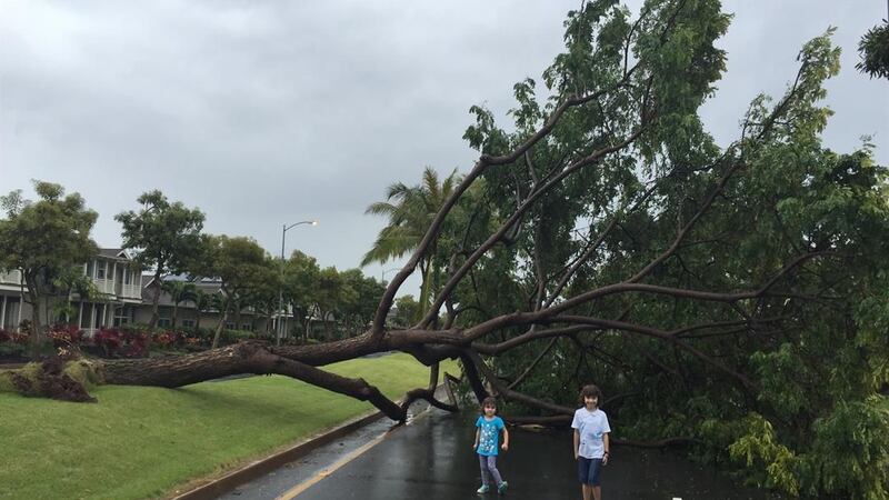 A massive downed tree blocks two lanes in Ewa Beach. (Image: Matt LoPresti)