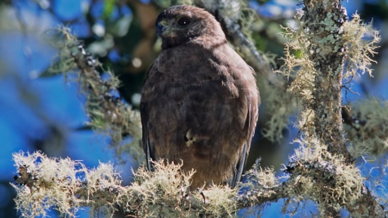 The U.S. Fish and Wildlife Servie says the io is no longer at risk of extinction. (Image: Jack...