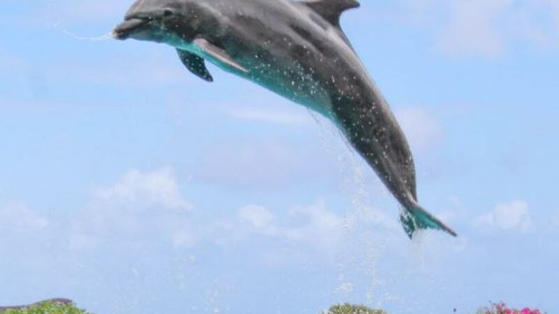 (Image: Sea Life Park)
