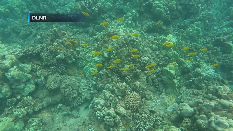 A mass coral bleaching event in 2014 and 2015 led to extensive mortality among Hawaii's coral...