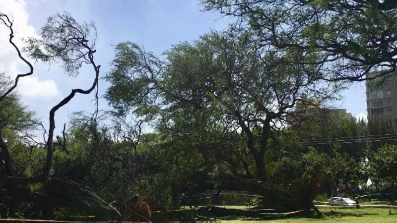 At least three nearly 100-year-old kiawe trees in Kapiolani Park were brought down by strong...