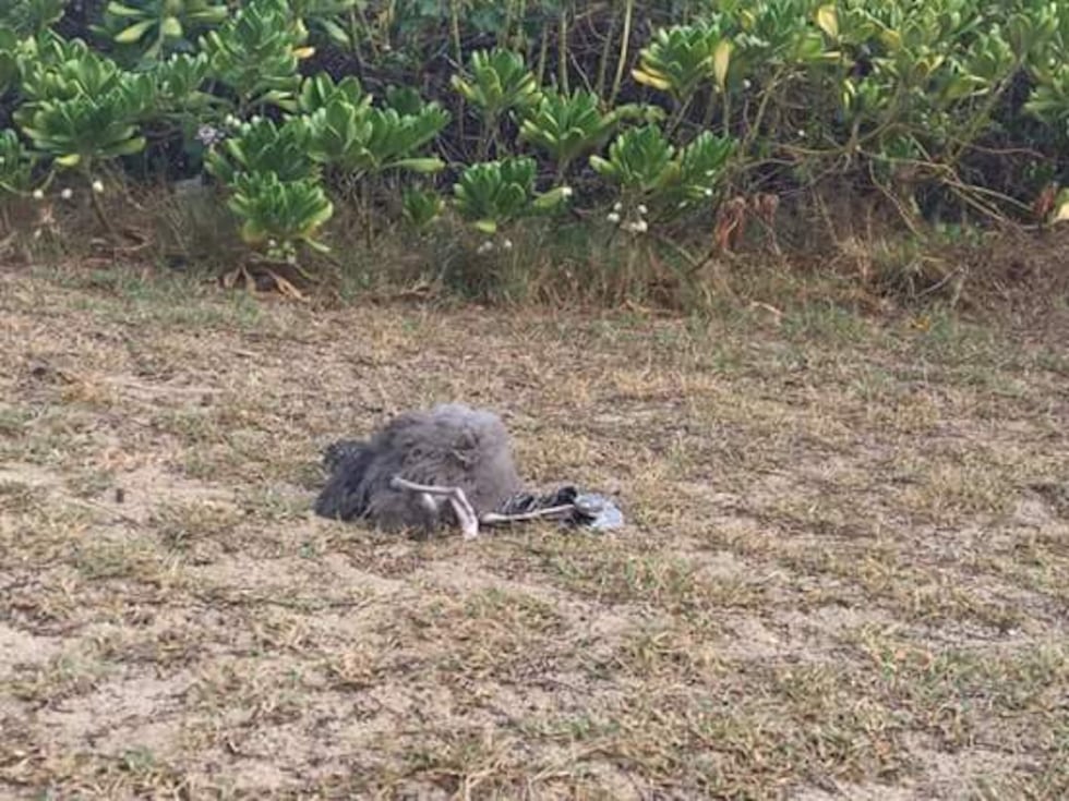 (image: My Kailua)