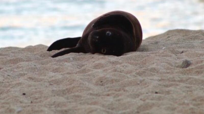 Koalani on Kaimana Beach