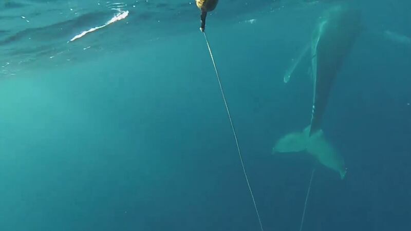 Video captured the entangled whale off Maui.