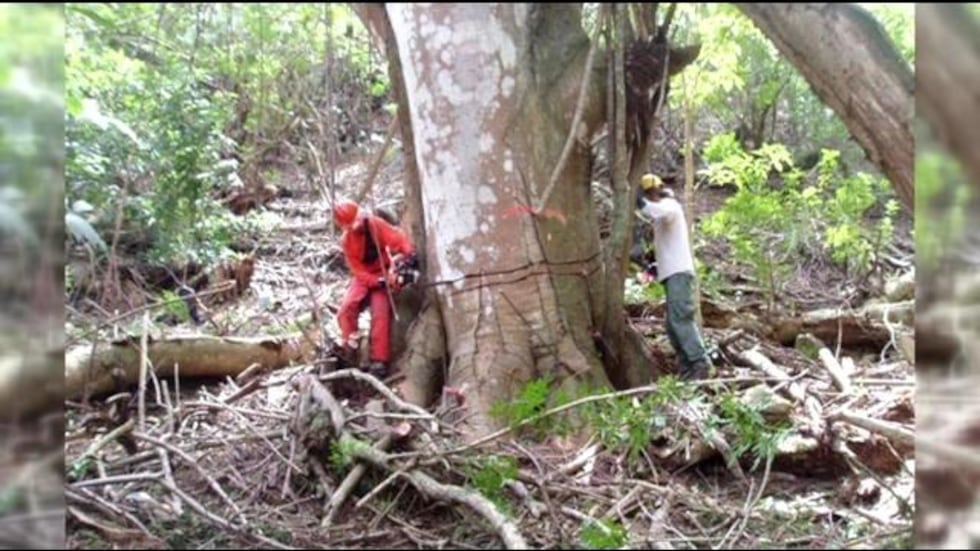"Girdling" an albizia tree