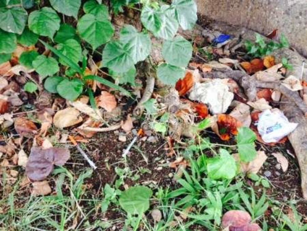 Used needles found in Kakaako