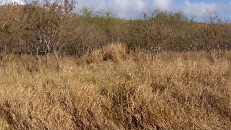 Fire prevention is priority in Hawaii as de-energizing lines becomes focus of plan