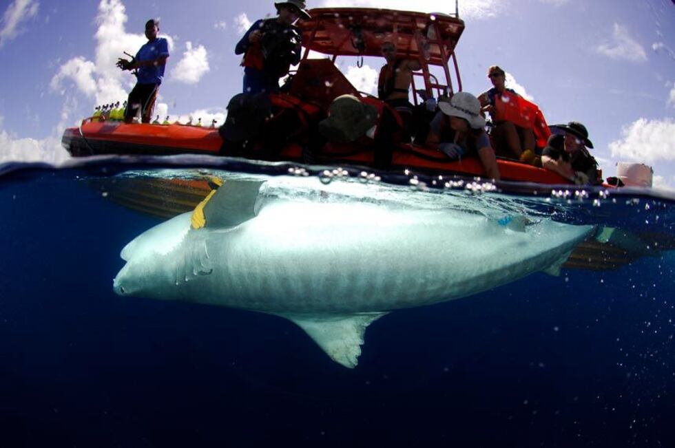 Image: University of Hawaii (Luiz Rocha)