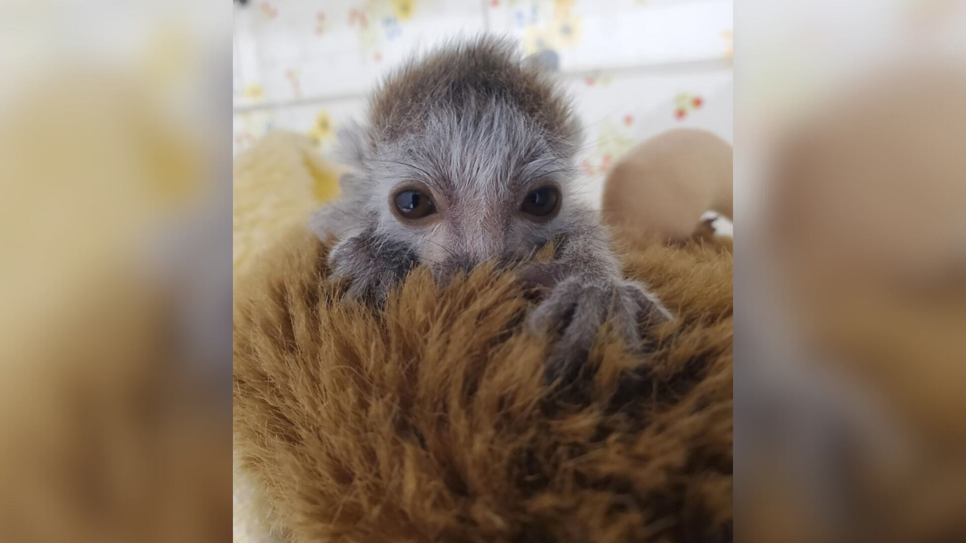 'Heartbroken': Endangered lemur dies at zoo just days after being born - Vimarsana News