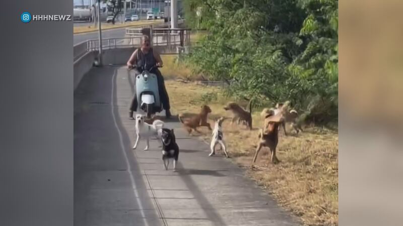 Aggressive Sand Island dogs prompts response from state