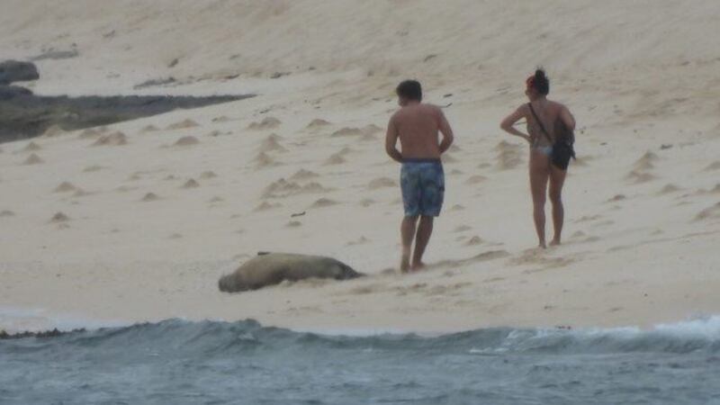 Images captured the pair getting dangerously close to the resting animal.