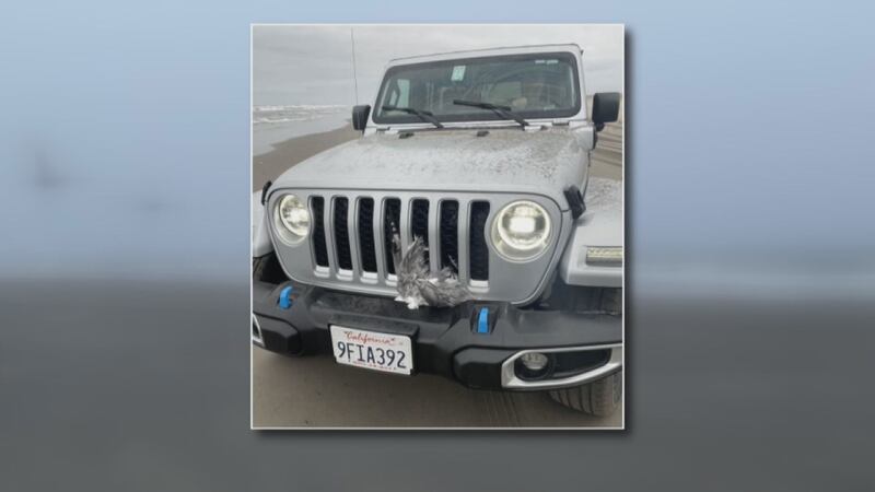 Hawaii man suspected in seagull deaths could face fines and possible jail time