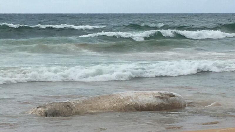 A whale carcass washes ashore Kealia Beach Saturday
