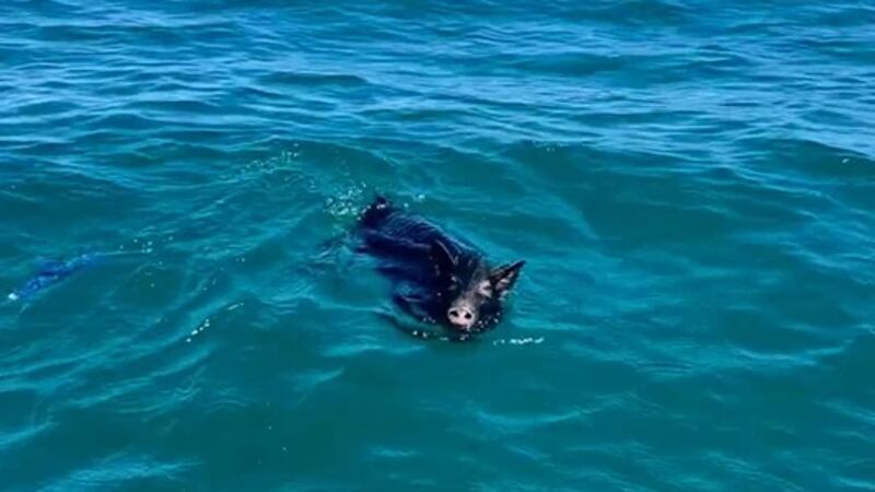 Little swimming pig saved by good Samaritans