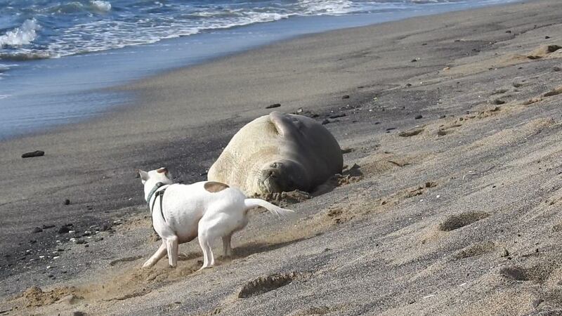 A man has been cited after his dog was caught on camera harassing a Hawaiian monk seal.