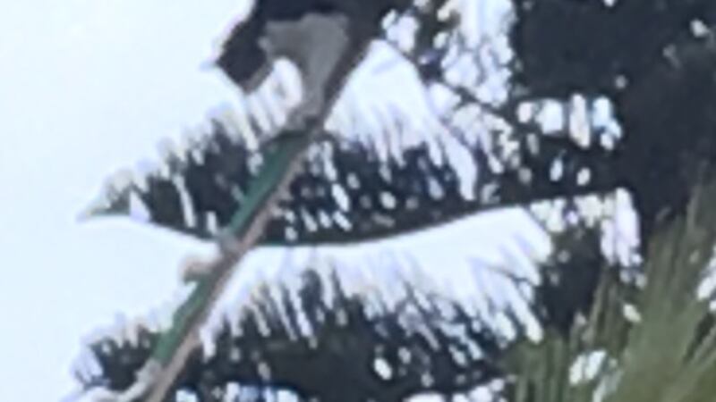 The cat had been stuck up the tree for more than 3 days.