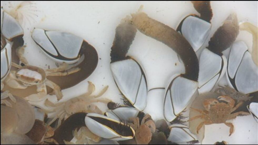 Experts believe the container is covered with gooseneck barnacles and crabs which aren't found...