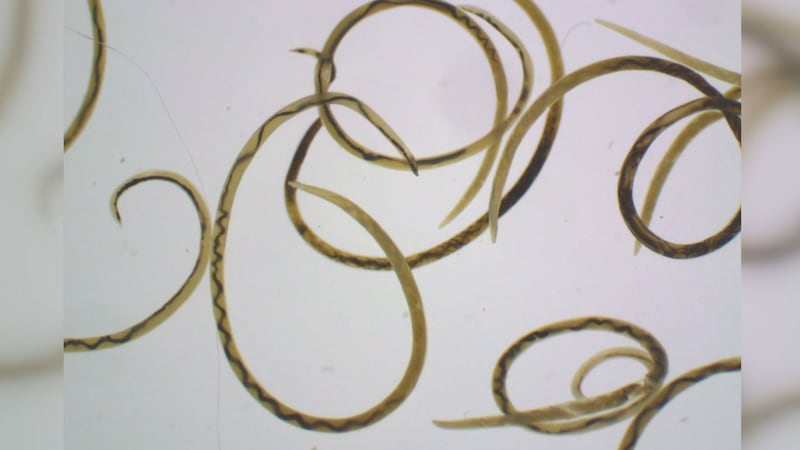 Rat Lungworm/File
