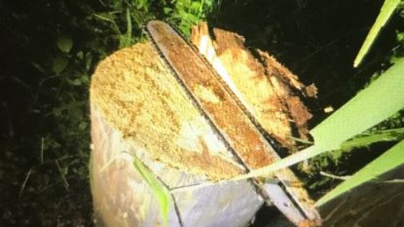 This is the utility pole that was cut down on Oahu's North Shore.