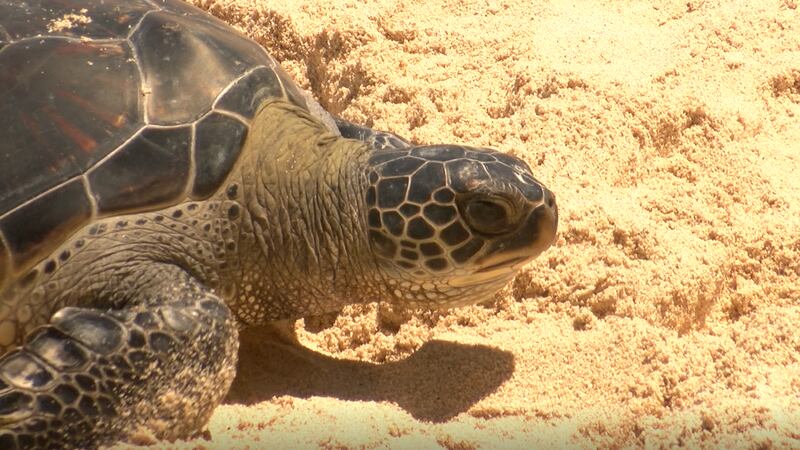 Hawaiian green sea turtle (File image)