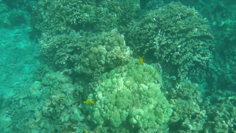 The DLNR captures this image of coral bleaching off Kealakekua Bay State Historical Park on...
