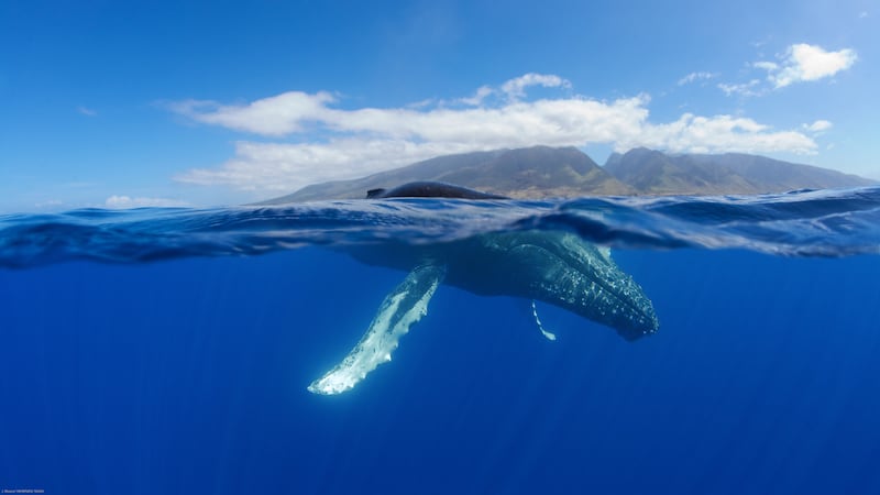 An annual Ocean Count to keep tabs on humpback whales will take
place January 26 despite the...